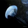 Jellyfish_vi_thumb
