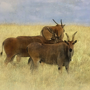 Eland_card