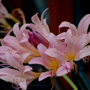 Dsc03583a_card