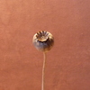 Sun_time_thumb
