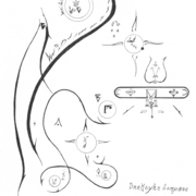 Drakoyhn_compass_card