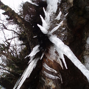 Icicles_card