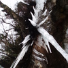 Icicles_thumb