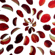 S_leaves_card
