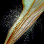 Linfociste_spaziale_card