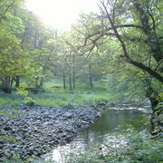 Middle_gelt_forest1_card