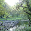 Middle_gelt_forest1_thumb