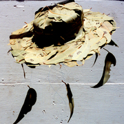 Sc_hat_of_b_leafs__back__card