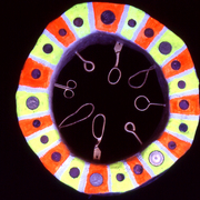 Ceramic__inner_circles_2_card