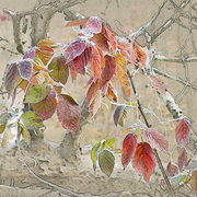 Autumn_study_card