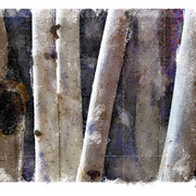 Birches_card
