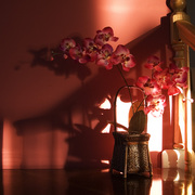 Orchid_card