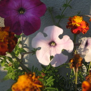 Img_0752_card