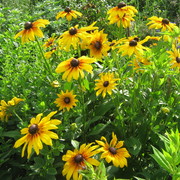 Img_0594_card