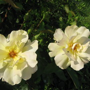 Img_0590_card
