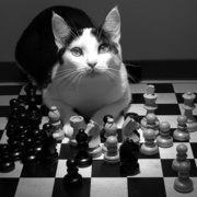 Check_cat_card