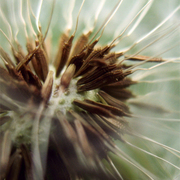 Inside_dandilion_card