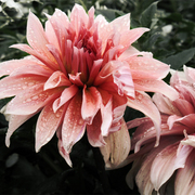 Wild_beauty_card