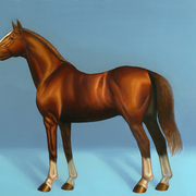 Thoroughbred_horse_card