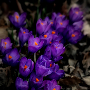 _mg_4017ab2_card