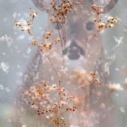 Winter_doe_card