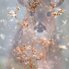 Winter_doe_thumb