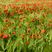 Poppies_3_card