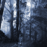 Forest_light_card