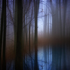 Lightinthewoods_thumb