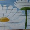 Daisies_thumb