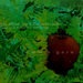 Applemind_square