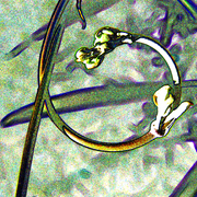 Vine_small_card