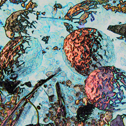 Seedhead_7_small_card