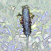 Seedhead_6_small_card