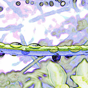 Seedhead_5_small_card