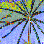 Seedhead_4_small_card