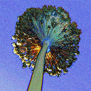 Seedhead_3_small_card