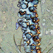 Seedhead_1_small_card