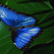 Butterfly_blue_iii_2008bab1_card