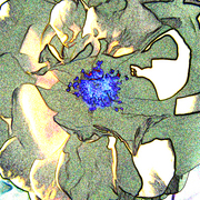 Flower_8s_card