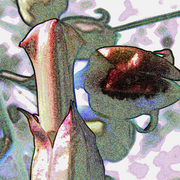 Flower_7s_card