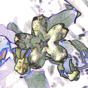 Flower_6s_card