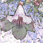 Flower_4s_card
