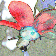 Flower_3s_card