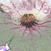 Flower_1s_card