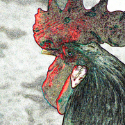 Rooster_s_card