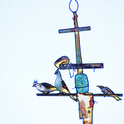 Birds_2s_card