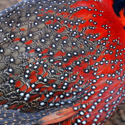 Feathers_ii_card