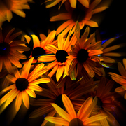 Dsc03703a