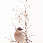 Mockingbird_card
